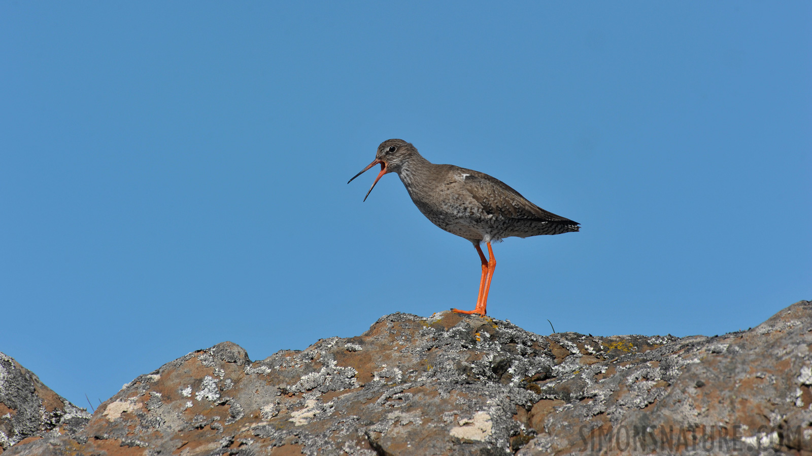 Tringa totanus robusta [550 mm, 1/800 Sek. bei f / 10, ISO 400]